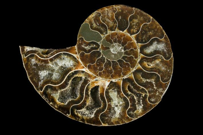 Cut & Polished Ammonite Fossil (Half) - Agate Replaced #146221